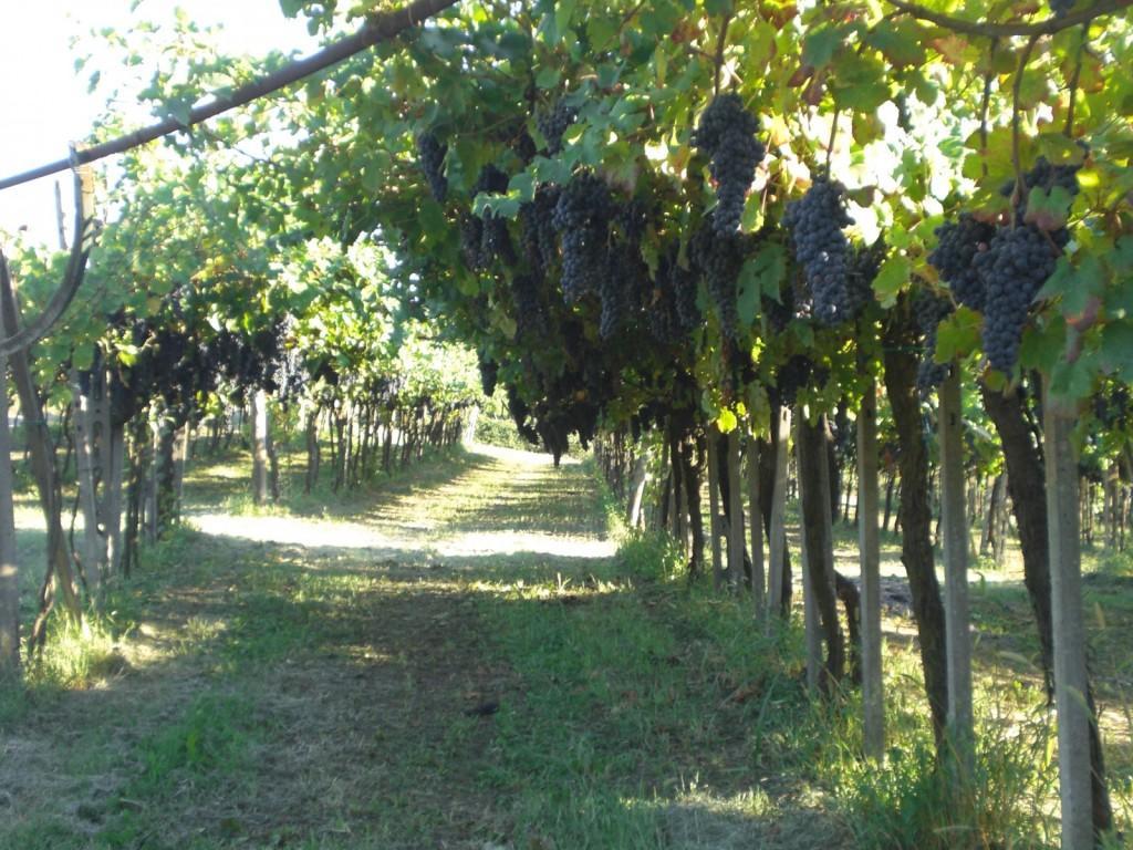 Bed & Breakfast Sforza 19 San Colombano al Lambro Eksteriør billede